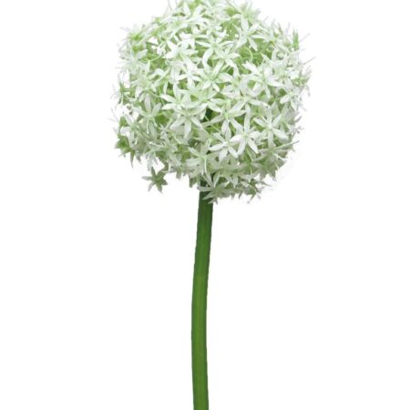Allium Quin wit / groen 14cm kop