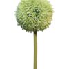 Allium globemaster crème / groen groot 68cm