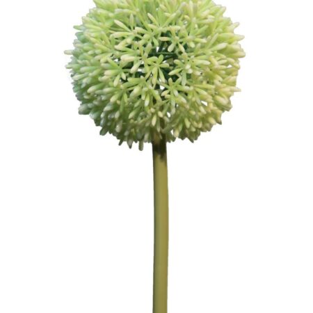 Allium globemaster crème / groen groot 68cm