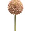 Allium globemaster roze groot 68cm