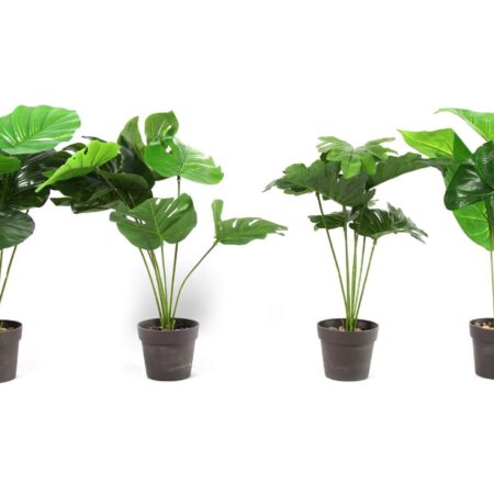 Alocasia Lihue