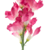 Anthirrinum spray fuchsia 98cm