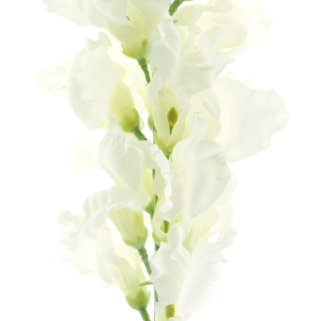 Anthirrinum spray white 98cm