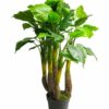 Anthurium Avanti green 120cm