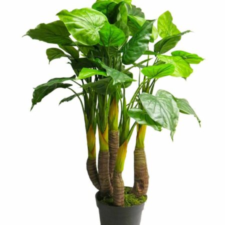 Anthurium Avanti green 120cm