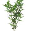 Aralia tree in pot cream/green 100cm