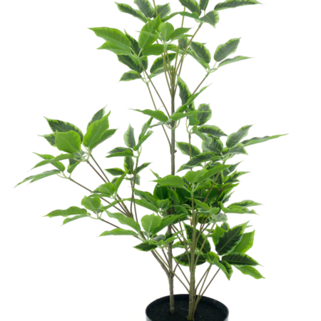 Aralia tree in pot cream/green 60cm