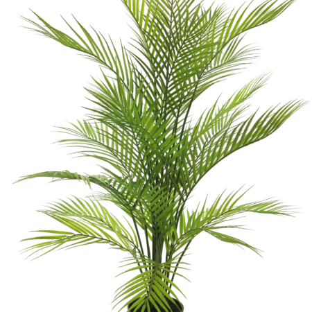 Areca dypsis in pot green 93cm