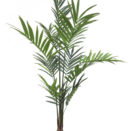 Areca palm giant green 210cm