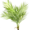 Areca palm green 91cm