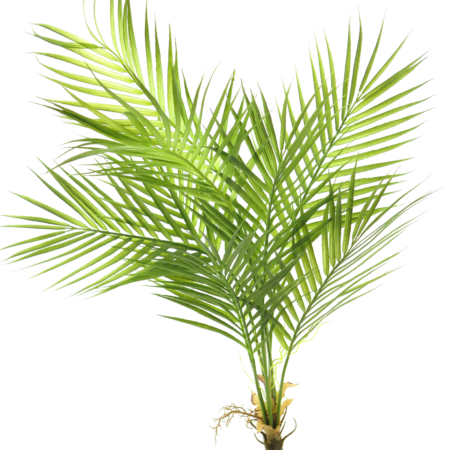 Areca palm green 91cm