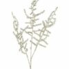 Asparagus metallic champagne