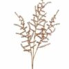 Asparagus metallic koper