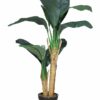 Banana tree in pot 120cm