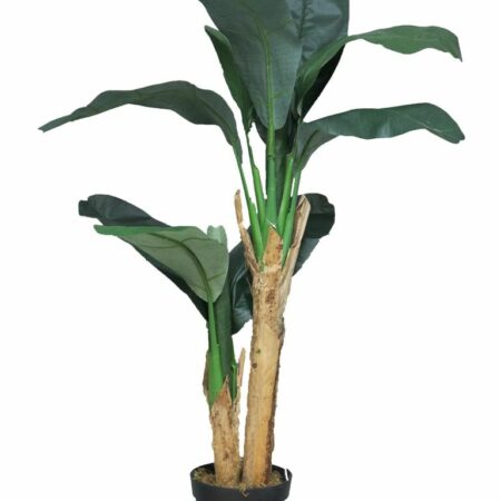 Banana tree in pot 120cm