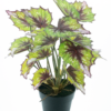 Begonia Rex in pot green 33cm