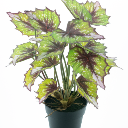 Begonia Rex in pot green 33cm