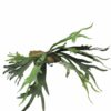 Best Platycerium green 50cm