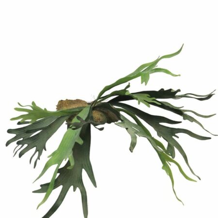 Best Platycerium green 50cm