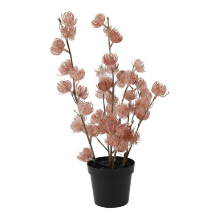 Bloem Clematis alpina S roze