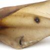 Bonezz - Buffeloren - 6 st