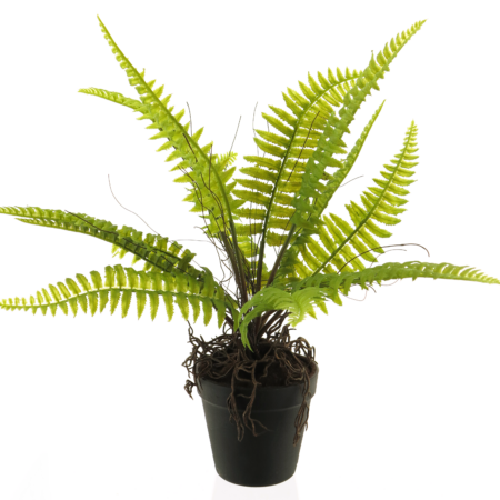 Boston fern in pot green 40cm