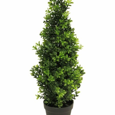 Boxwood Orion tapered green 60cm