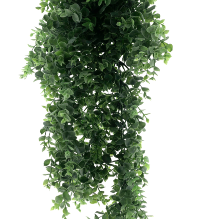 Boxwood bush large on hang card green 65cm