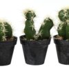 Cactus Axson
