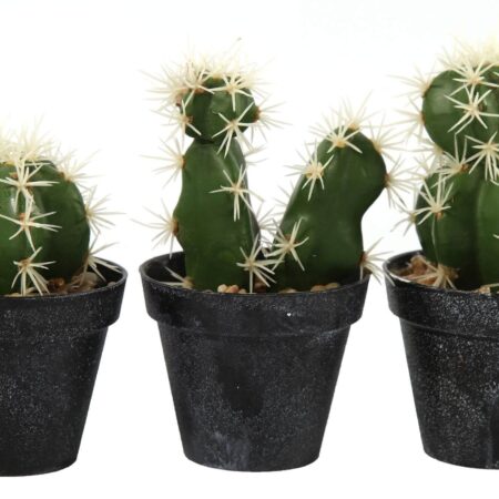 Cactus Axson