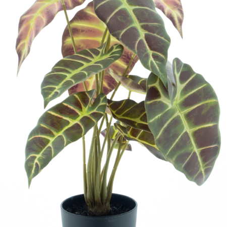 Caladium in pot purple 50cm