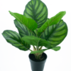 Calathea plant in pot green 40cm