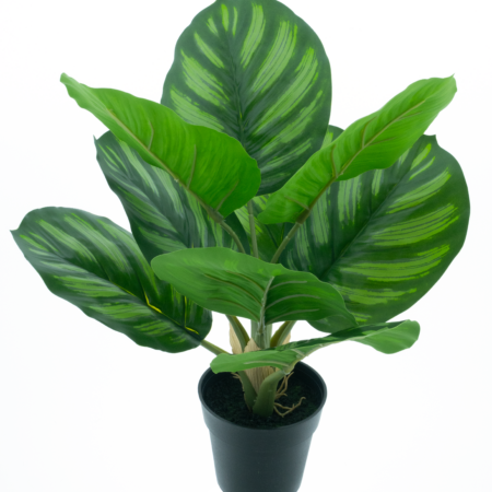 Calathea plant in pot green 40cm