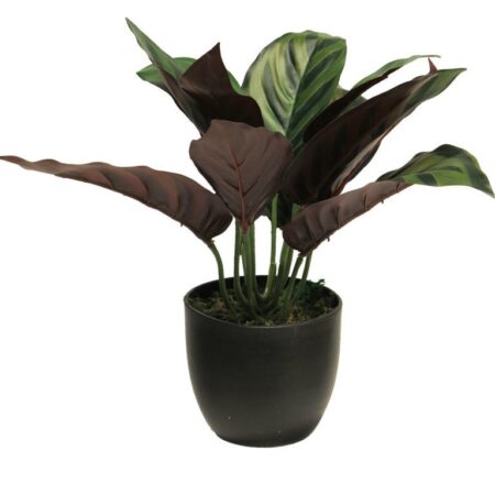 Calathea zonneschijn in pot 25cm
