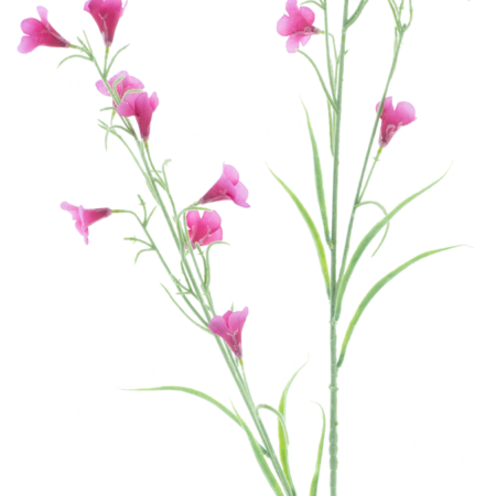 Campanula spray Reeva aubergine 105cm