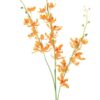 Chinese cymbidium spray orange 95cm