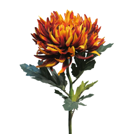 Chrysanthemum Iba rust 63cm