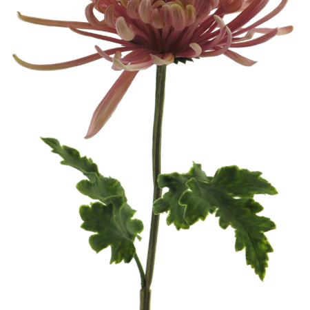 Chrysanthemum Monaco lavender 68cm
