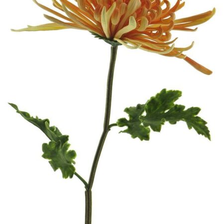 Chrysanthemum monaco peach 68cm