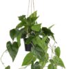 Philodendron in pot