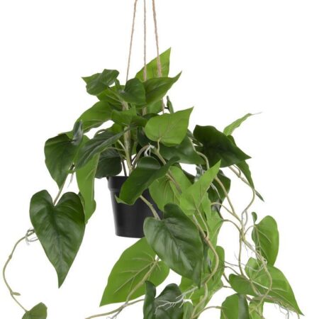 Philodendron in pot