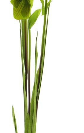 Cora bell spray tt green 79cm