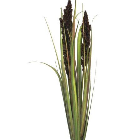 Cortaderia Monica bush purple 89cm