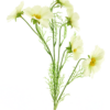 Cosmos Bibi cream 77cm