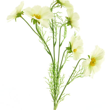 Cosmos Bibi cream 77cm