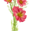 Cosmos Bibi dk pink 77cm