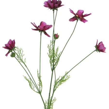 Cosmos Orion beauty 92cm