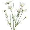 Cosmos Orion cream 92cm