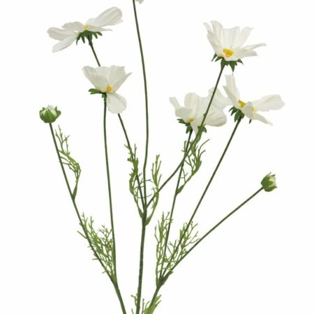 Cosmos Orion cream 92cm