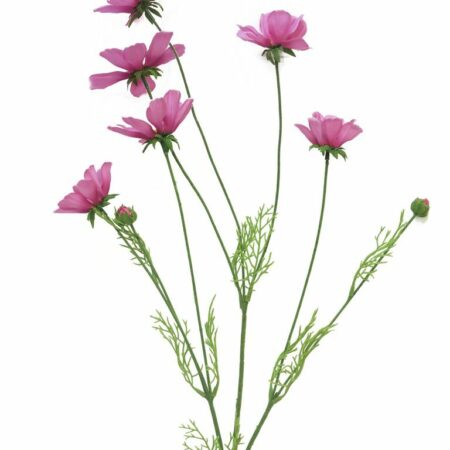Cosmos Orion pink 92cm
